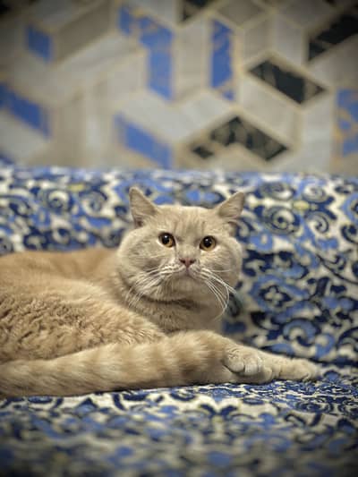 British short hair Fown Male Available