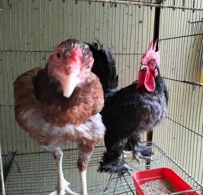 Bantam / Aseel Hen