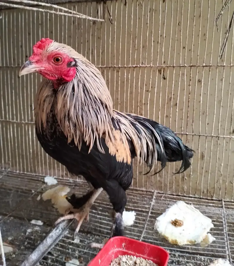 Bantam / Aseel Hen — photo 2