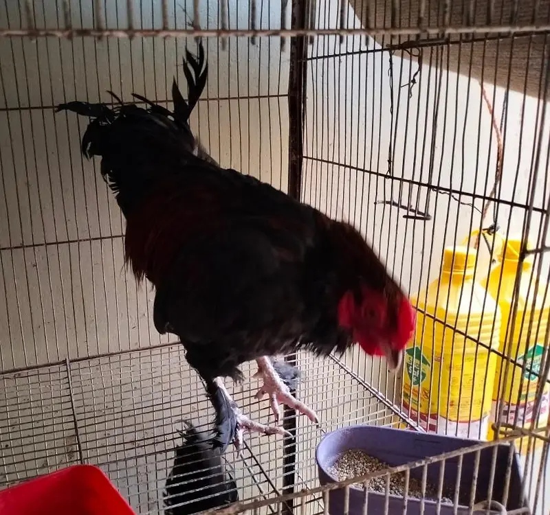 Bantam / Aseel Hen — photo 3