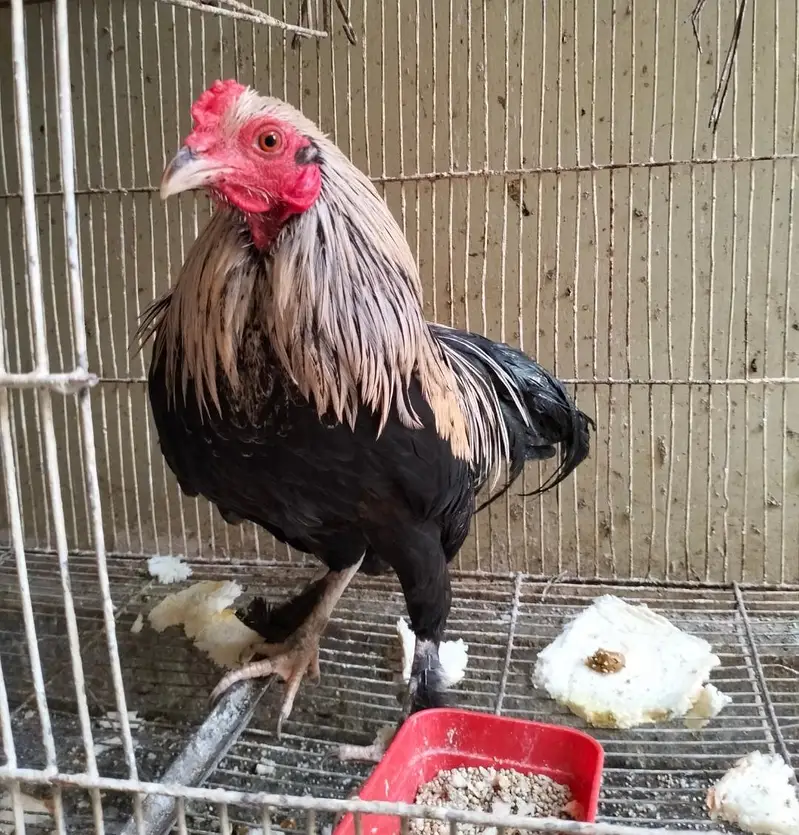 Bantam / Aseel Hen — photo 4