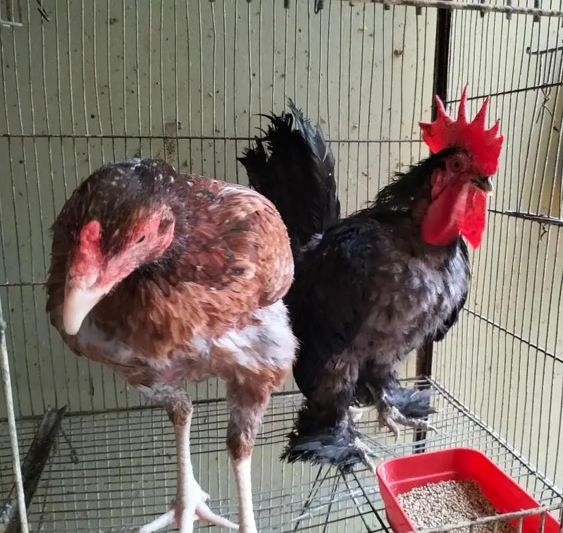 Bantam / Aseel Hen — photo 5