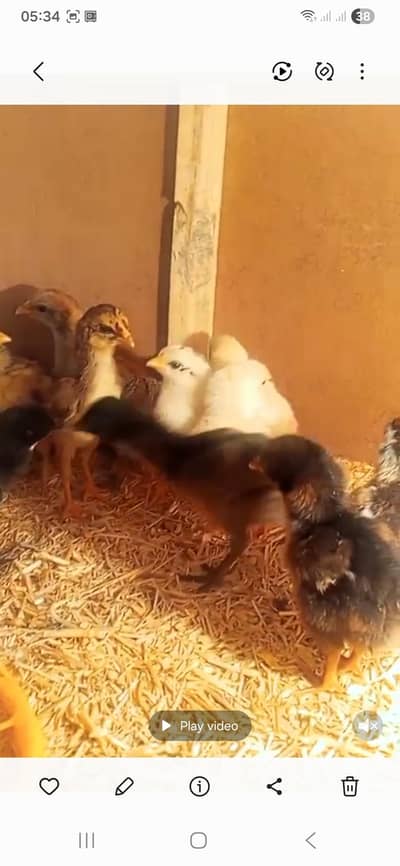 aseel chiks| heera aseel| selata aseel|