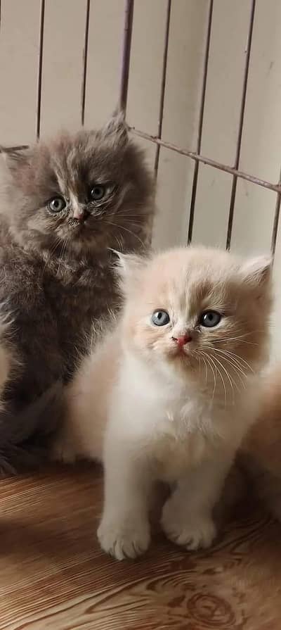 Persian kittens triple coat pair for sale contact whatsap 03278995700