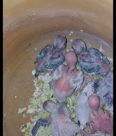 hogoromo breeder pair for sale