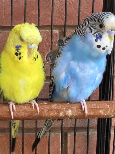 hogoromo breeder pair for sale exchange possible