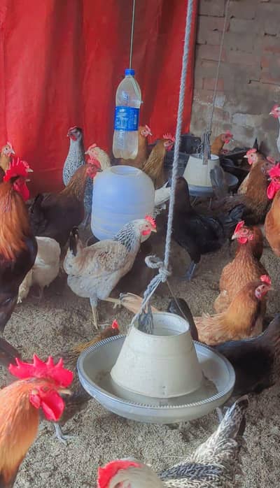 eggs lying hens available