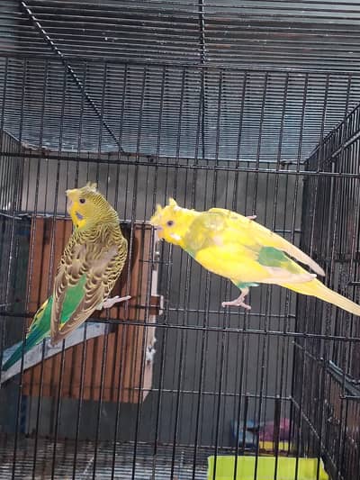 0327-0277654/cocktail/parrot/cage/love bird/bajri/Australian/crusted/d
