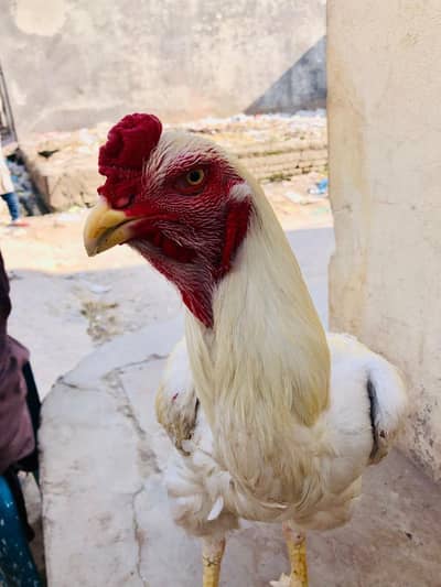 shamo aseel for sale urgent for sale