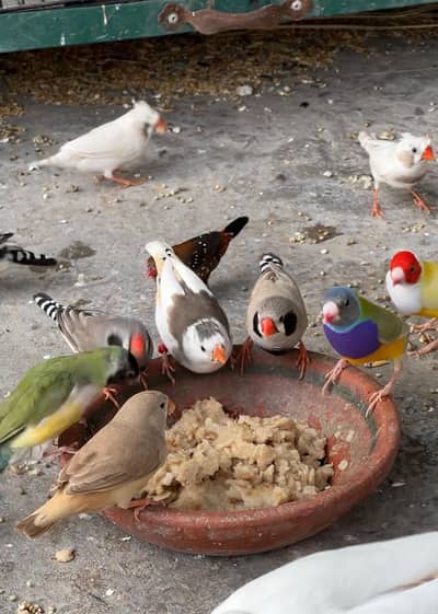 zebra Finch java finch and cages