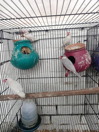 java finch white and silver