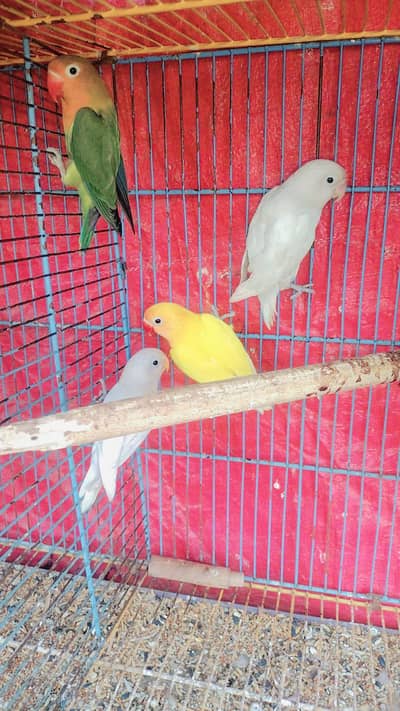 Love Bird Parrots Single Piece Breeder Available For Sale
