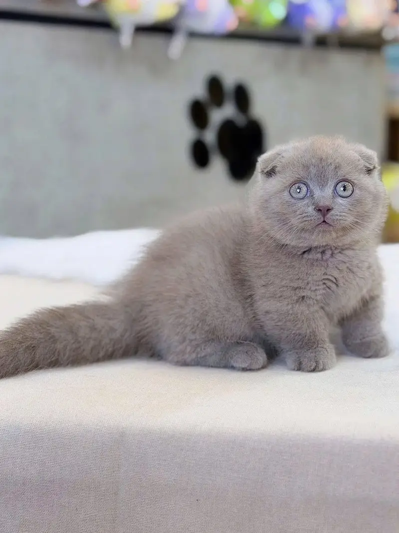Persian kitten British shorthair maincoon British shorthair cats breed — photo 2