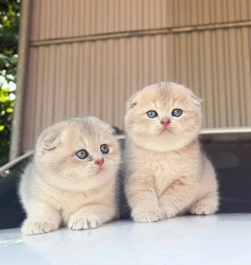 Persian kitten British shorthair maincoon British shorthair cats breed — photo 7