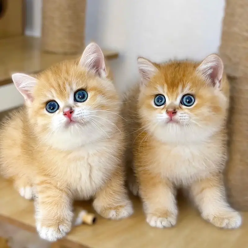 Persian kitten British shorthair maincoon British shorthair cats breed — photo 8