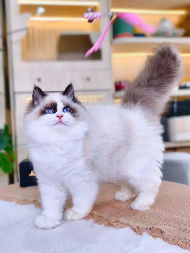 Persian kitten British shorthair maincoon British shorthair cats breed — photo 10