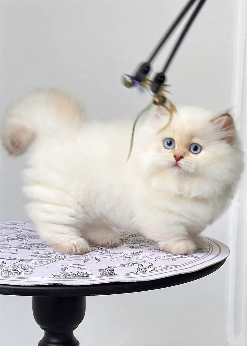 Persian kitten British shorthair maincoon British shorthair cats breed — photo 11