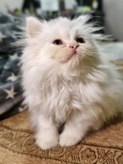Pure breed Persian Kittens for Sale Rare Odd Eye