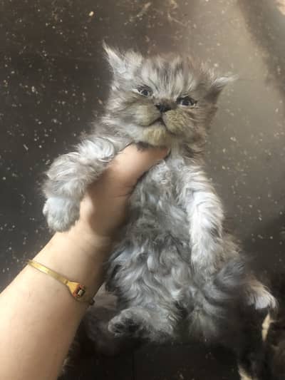 punch face kitten