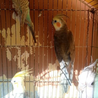 cocktail pair for sale