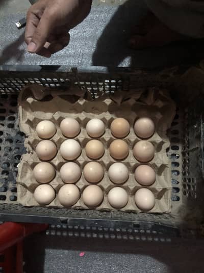 gray blue lavender coachin eggs chiks chozy  Avaialablei