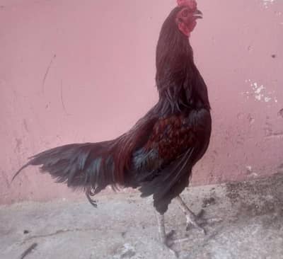 Aseel Murgha for sale | urgent sale