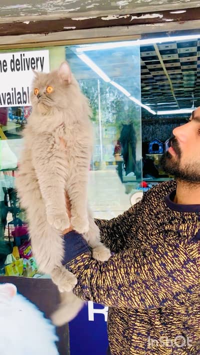 Persian male cat available for new home