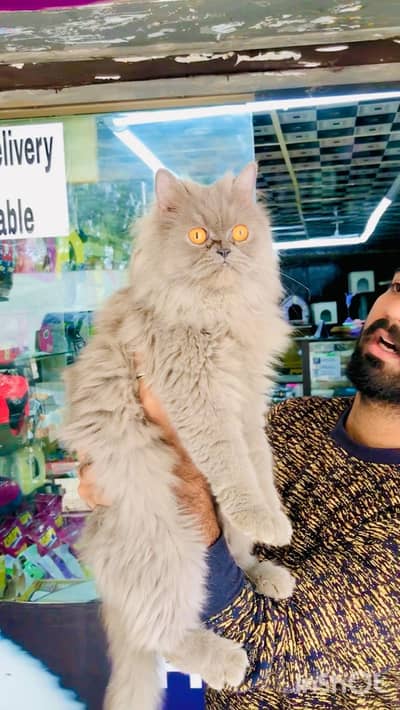 Persian male cat available for new home