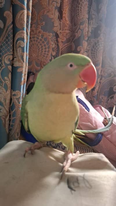 Adult raw Elexander female for sale