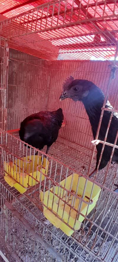 Black tounge ayam cemani