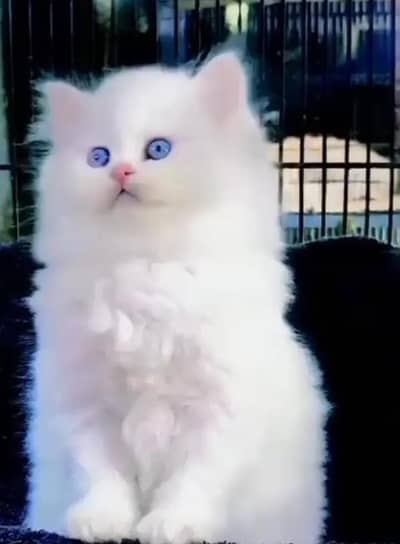 Persian female kitten for sale My WhatsApp number 03 25 022 67 56