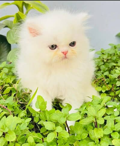Persian kittens triple coat pair for sale contact whatsap 03278995700