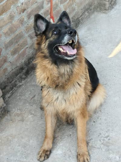 GSd breeder female