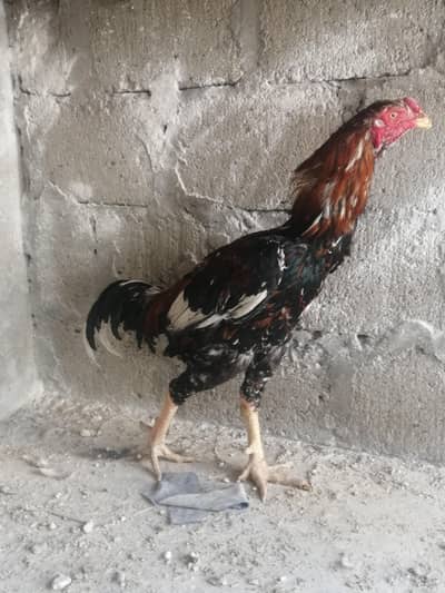 Aseels Mianwali and Java