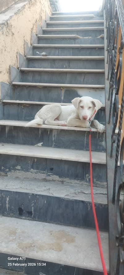 labrador and Russian mix breed