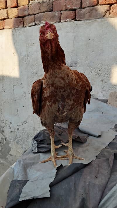 high quality keelo waliy madi