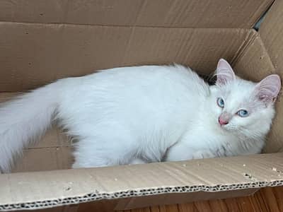 Persian cat for sale my WhatsApp number  0325-69-53-977
