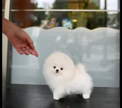 Pomeranian puppies 03101565438
