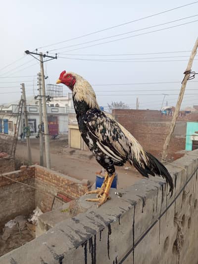 Mainwali Aseel Jawa Murga