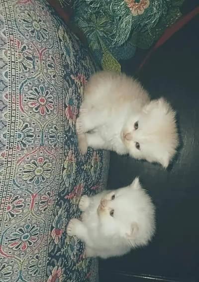 Persian kittens