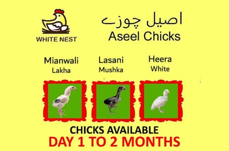 Aseel Chicks of Mianwali Lasani Lakha Jawa Mushka Heera, Fertile Eggs