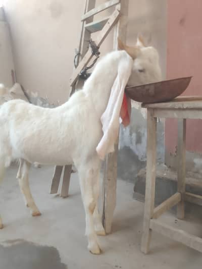 Pure Gulabi khassi male