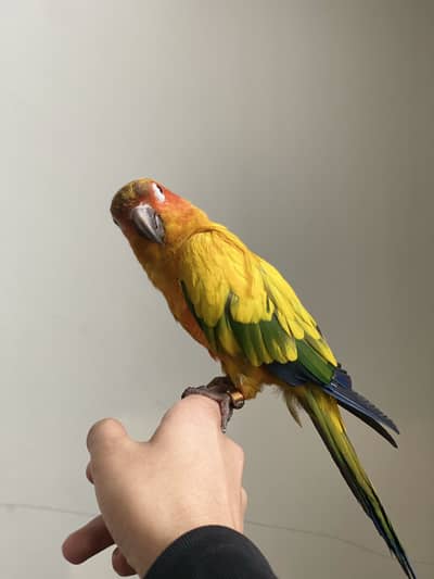 Sunconour fully tamed pec