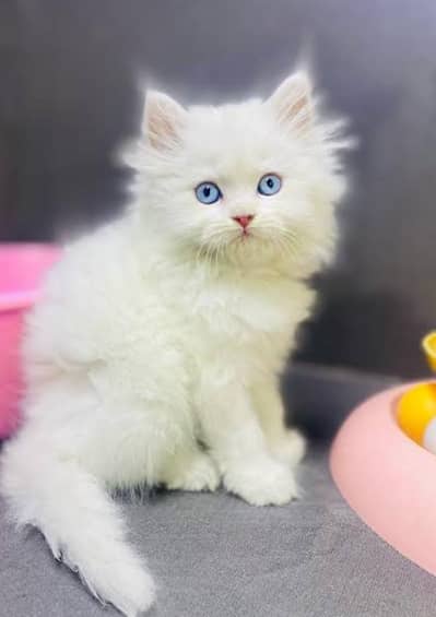Persian kittens 03101565438