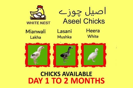 Aseel Chicks of Mianwali Lasani Lakha Jawa Mushka Heera, Fertile Eggs