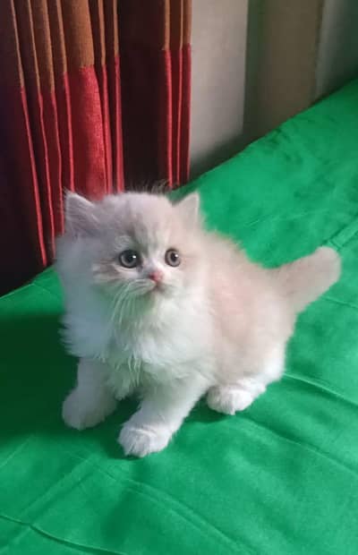 Persian kittens triple coat pair for sale contact whatsap 03278995700