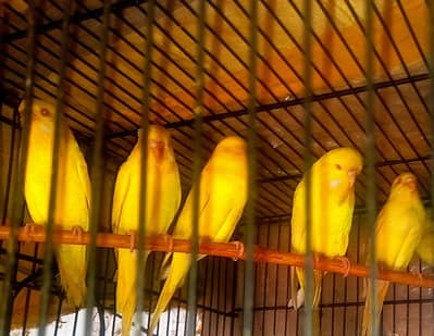 Red eyes pairs  beautiful home breed