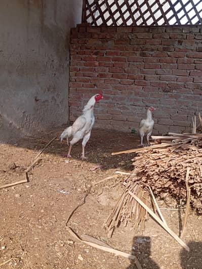 pure pepper white hera