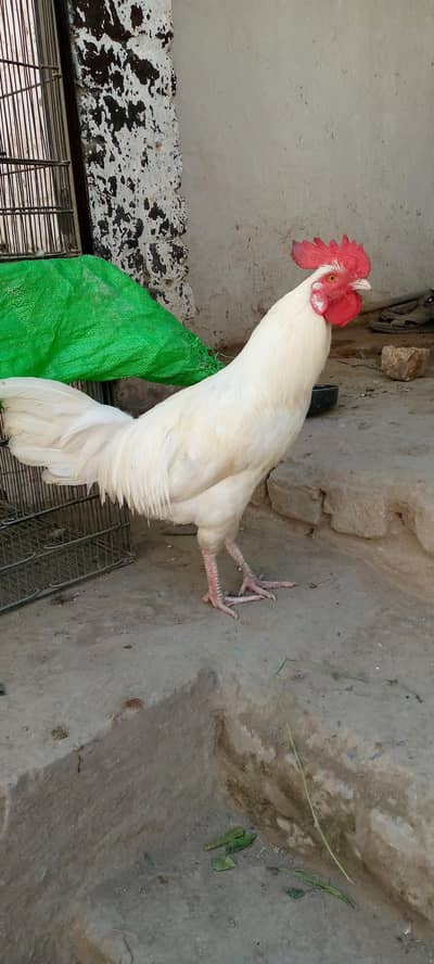 Pure Desi white  Murwa ( Paper white)