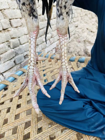 Aseel Murga for sale